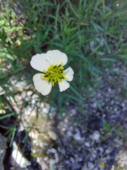 Tridax palmeri