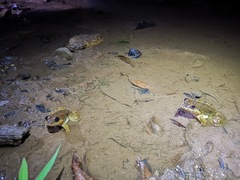Limnonectes megastomias