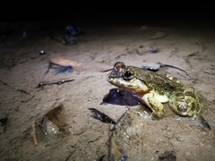 Limnonectes megastomias