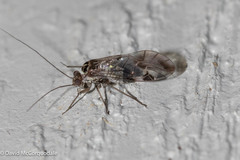 Psocinae