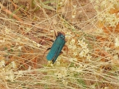 Eupompha fissiceps