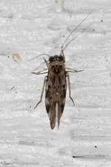 Psocinae