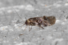 Psocinae