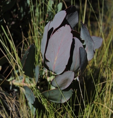 Protea recondita