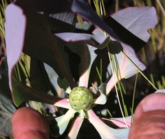 Protea recondita