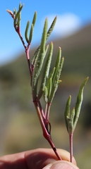 Pelargonium laevigatum diversifolium