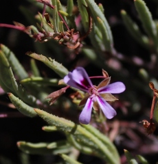 Pelargonium laevigatum diversifolium