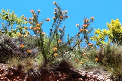 Leucospermum lineare