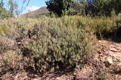 Pelargonium laevigatum diversifolium