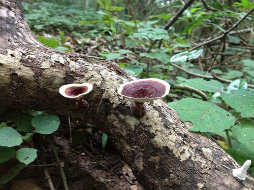 Microporus xanthopus image