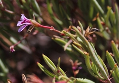 Pelargonium laevigatum diversifolium