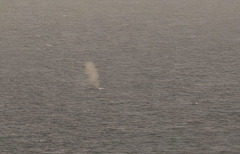 Physeter macrocephalus
