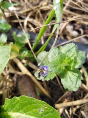 Toxomerus vertebratus