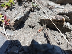 Chorthippus cialancensis