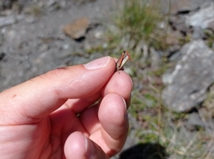 Chorthippus cialancensis