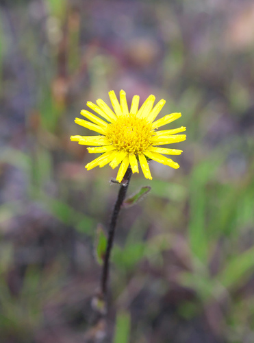 Inula ciliaris iNat (1)