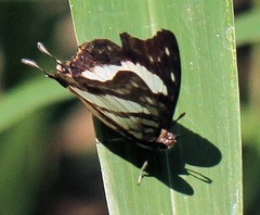 Polyura zoolina