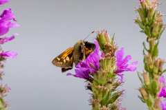 Atalopedes campestris