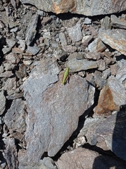 Epipodisma pedemontana