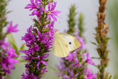 Pieris rapae