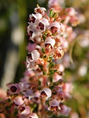 Erica setacea