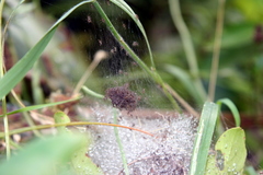 Dolomedes dondalei