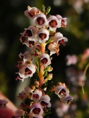 Erica setacea