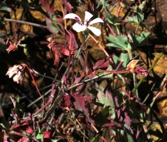 Pelargonium patulum patulum