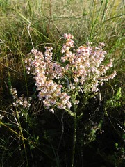 Erica setacea