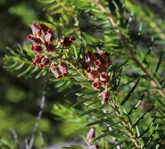 Erica caffra caffra