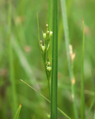Scleria mikawana iNat (1)