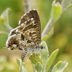 Cacyreus lingeus