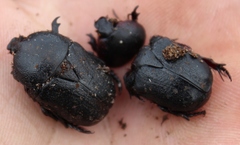 Rhinocoeta sanguinipes