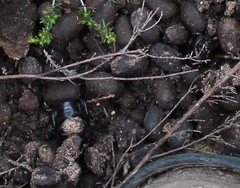 Rhinocoeta sanguinipes