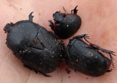 Rhinocoeta sanguinipes