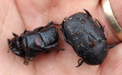 Rhinocoeta sanguinipes