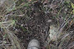 Rhinocoeta sanguinipes