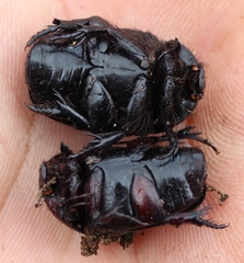 Rhinocoeta sanguinipes