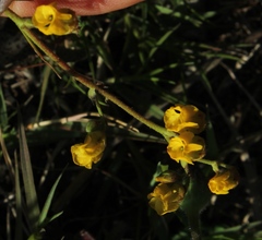 Hermannia grossularifolia