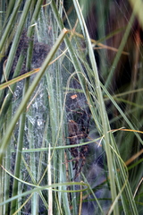 Dolomedes dondalei