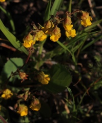 Hermannia grossularifolia