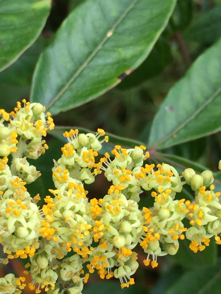 Winged sumac (Rhus copallinum)