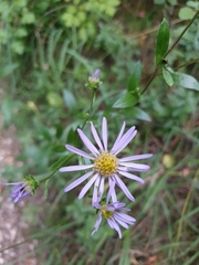 Aster amellus
