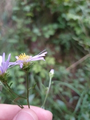 Aster amellus