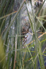 Dolomedes dondalei