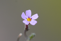 Jamesbrittenia aspalathoides