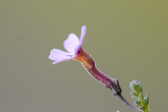 Jamesbrittenia aspalathoides