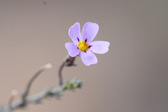 Jamesbrittenia aspalathoides