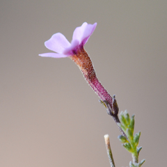 Jamesbrittenia aspalathoides