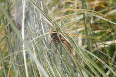 Dolomedes dondalei